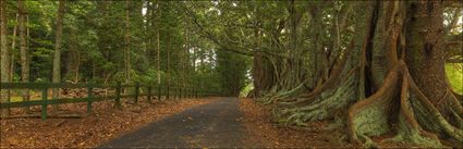Norfolk Island Banyan - NSW H (PBH4 00 12026)